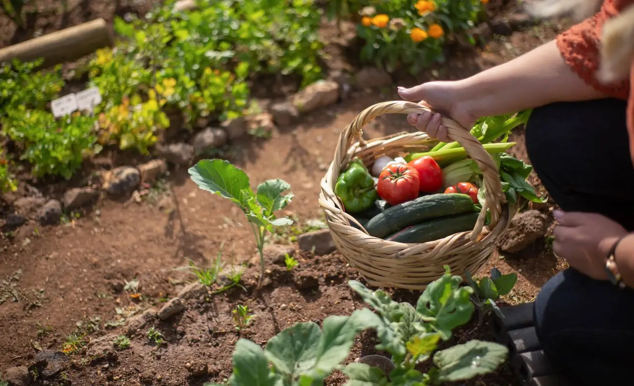 L’ortaggio che rende di più nell’orto: ecco quale scegliere per un raccolto abbondante