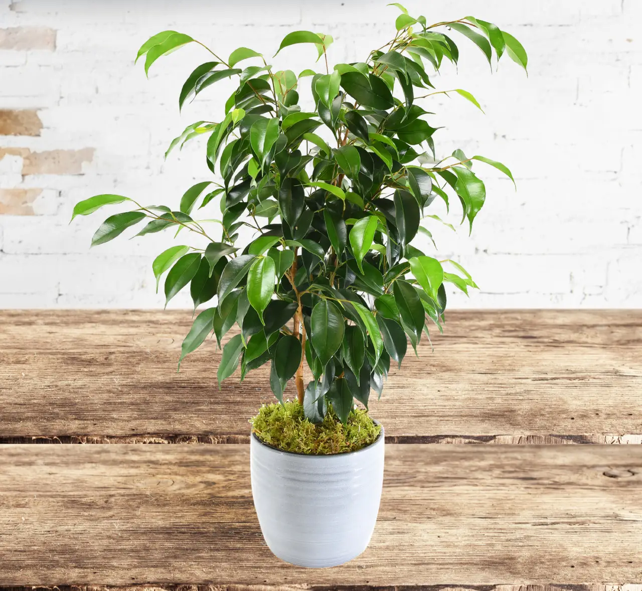 Ficus Benjamin spoglio e triste? Ecco il trucco per infoltirlo velocemente