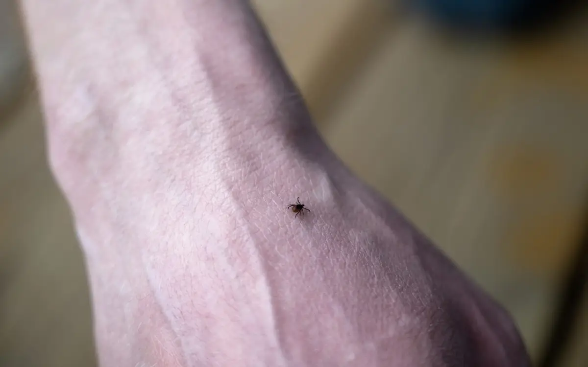 Questa guida ti aiuta a riconoscere le punture di insetti aiutandoti