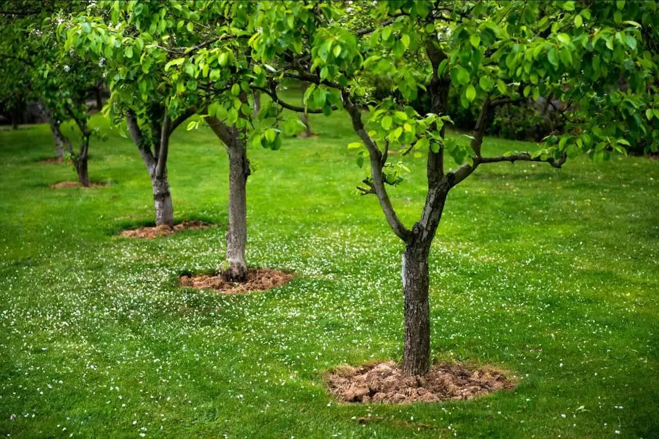 Attenzione prima di piantare questi alberi vicino casa: ecco quelli con radici poco invasive