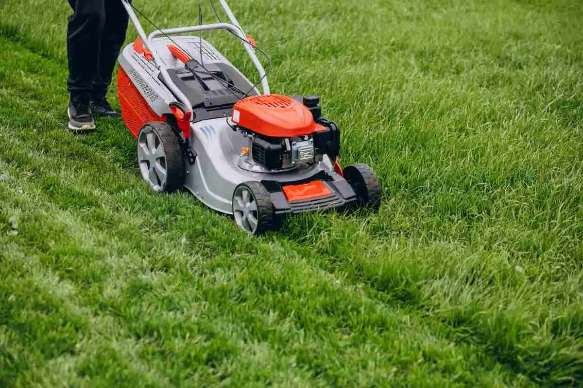 Non lasciare l’erba tagliata sul prato: ecco come usarla per migliorare il tuo giardino