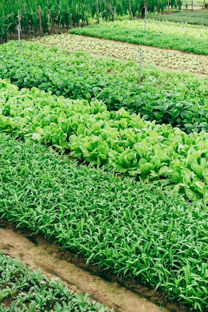 L’ingrediente segreto da aggiungere al terreno prima di piantare per avere subito un orto rigoglioso