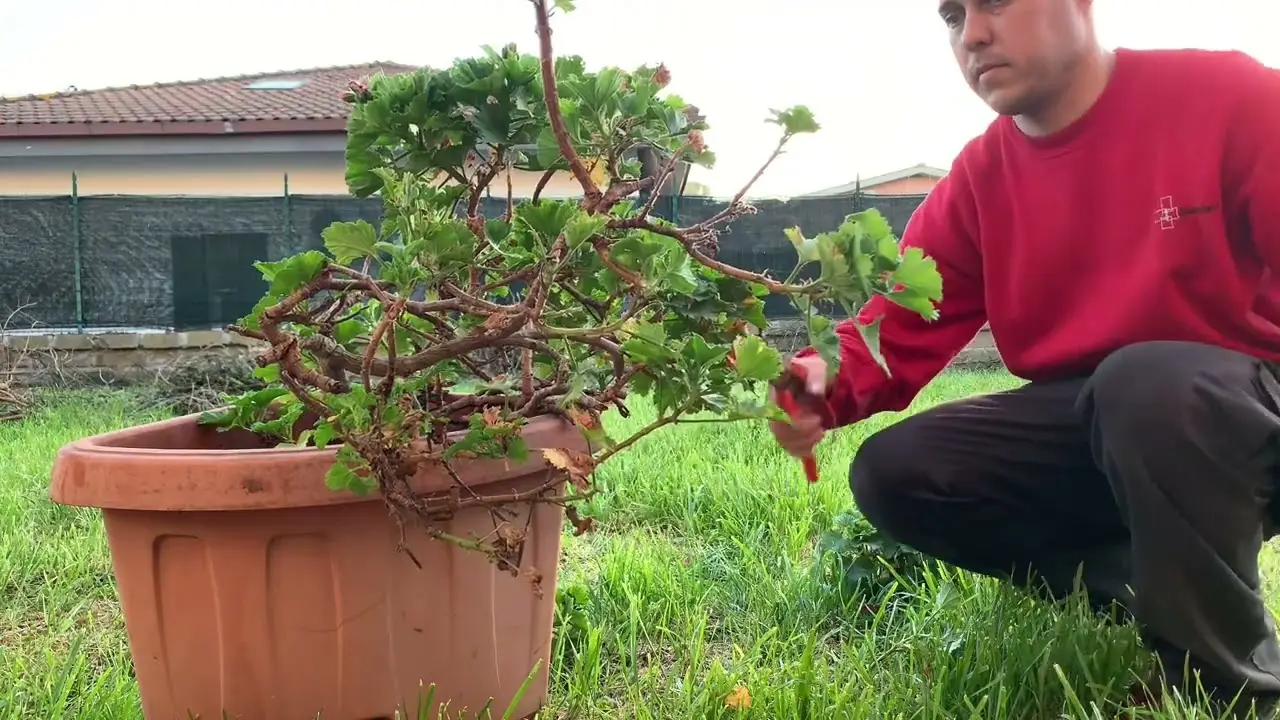 Piante sempreverdi: sono queste le più consigliate per la scuola primaria