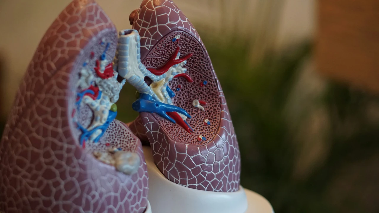 Che cosa sono i bronchi? Ecco perché è importante prendersene cura